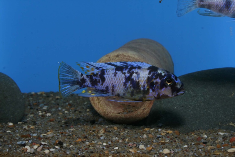 Maylandia fainzilberi 'Nsele'